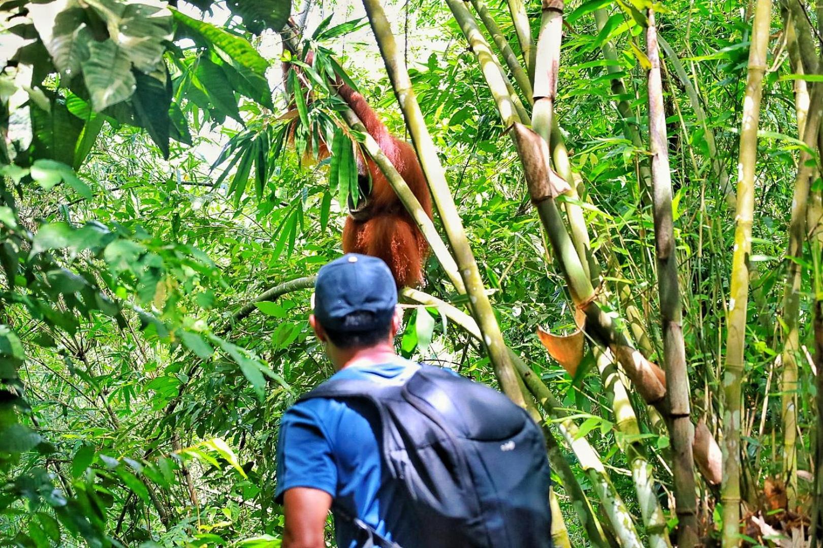 Batu Kapal Guest House & Jungle Trekking Букит-Лаванг Экстерьер фото